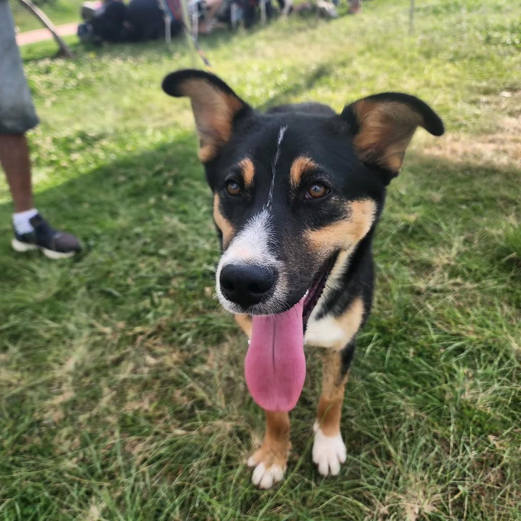 Jacy, cachorro de porte médio para adoção em Ponta Grossa - PR