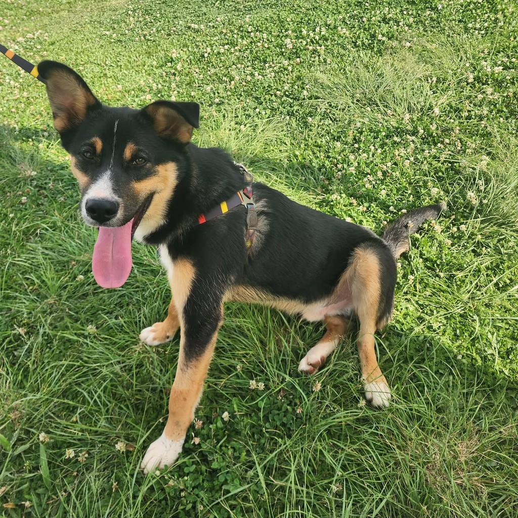 Jacy, cachorro de porte médio para adoção em Ponta Grossa - PR — foto 2 de 3