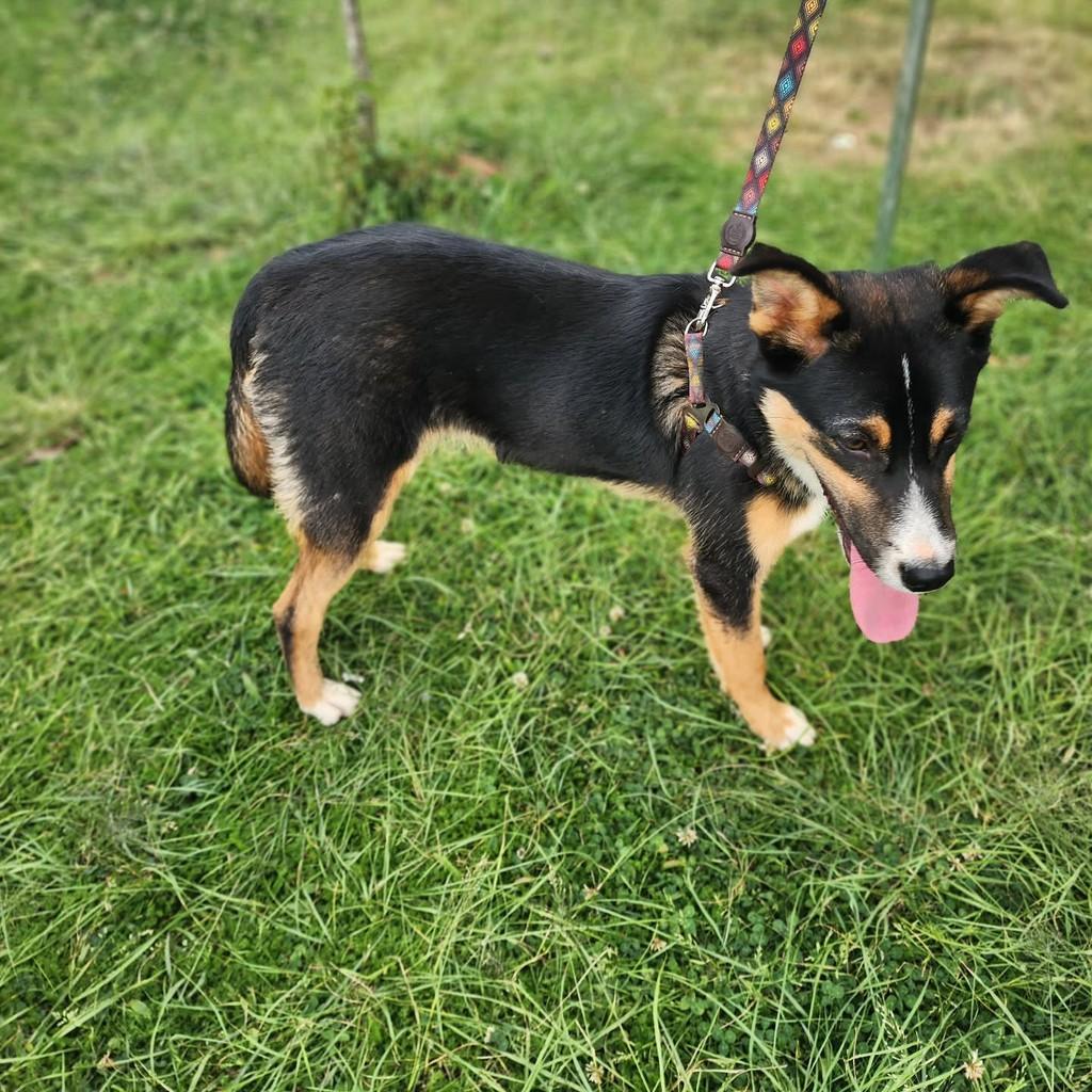 Jacy, cachorro de porte médio para adoção em Ponta Grossa - PR — foto 3 de 3
