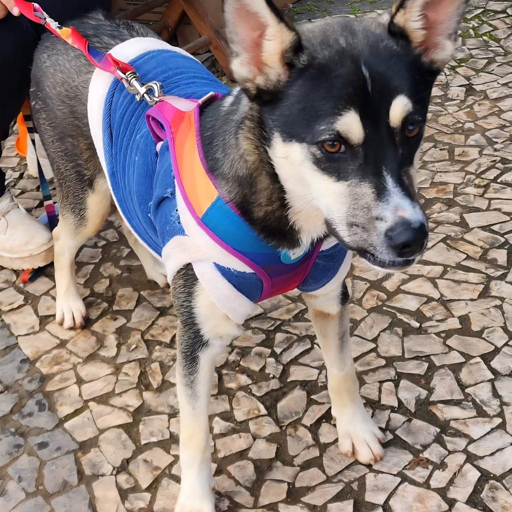 Lara, cadela de porte médio para adoção em Ponta Grossa - PR — foto 2 de 5