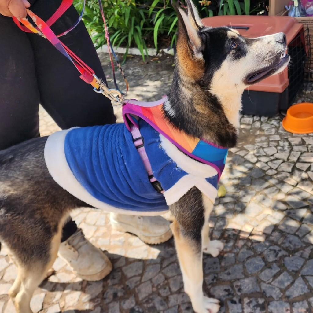 Lara, cadela de porte médio para adoção em Ponta Grossa - PR — foto 4 de 5