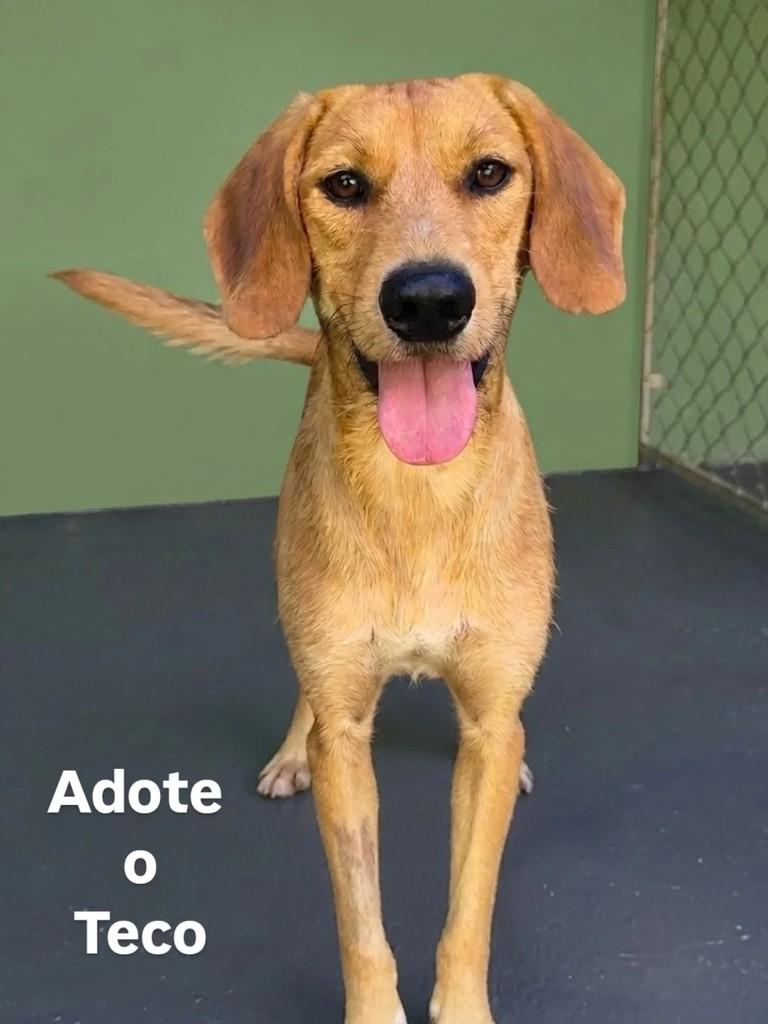 Teco, cachorro de porte médio para adoção em Dracena - SP