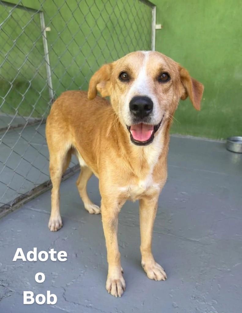 Bob, cachorro de porte grande para adoção em Dracena - SP