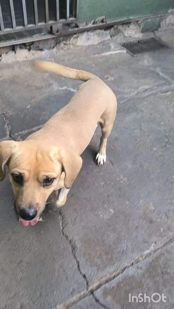 Dollynho, cachorro de porte pequeno para adoção em Dracena - SP