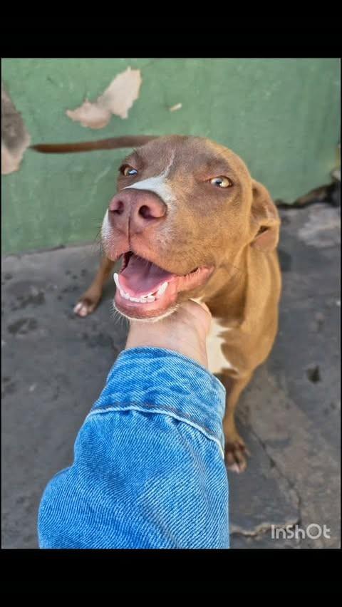 Alpino, cachorro de porte pequeno para adoção em Dracena - SP
