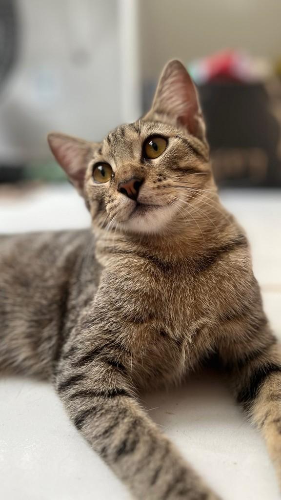 Rony, gata de porte pequeno para adoção em Fortaleza - CE