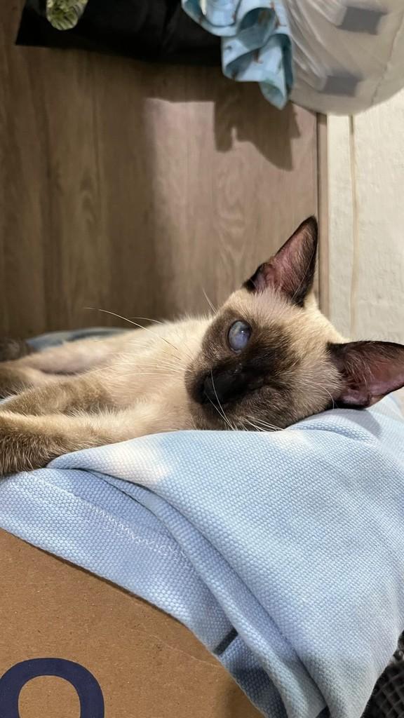 Mel, gata de porte pequeno para adoção em Fortaleza - CE