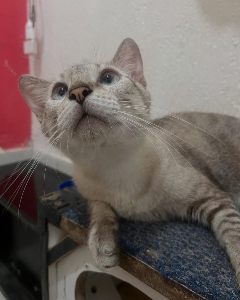 Luís, gato de porte médio para adoção em Fortaleza - CE