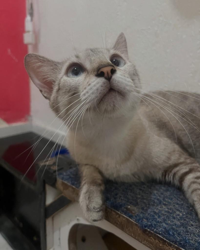 Luís, gato de porte médio para adoção em Fortaleza - CE — foto 2 de 6