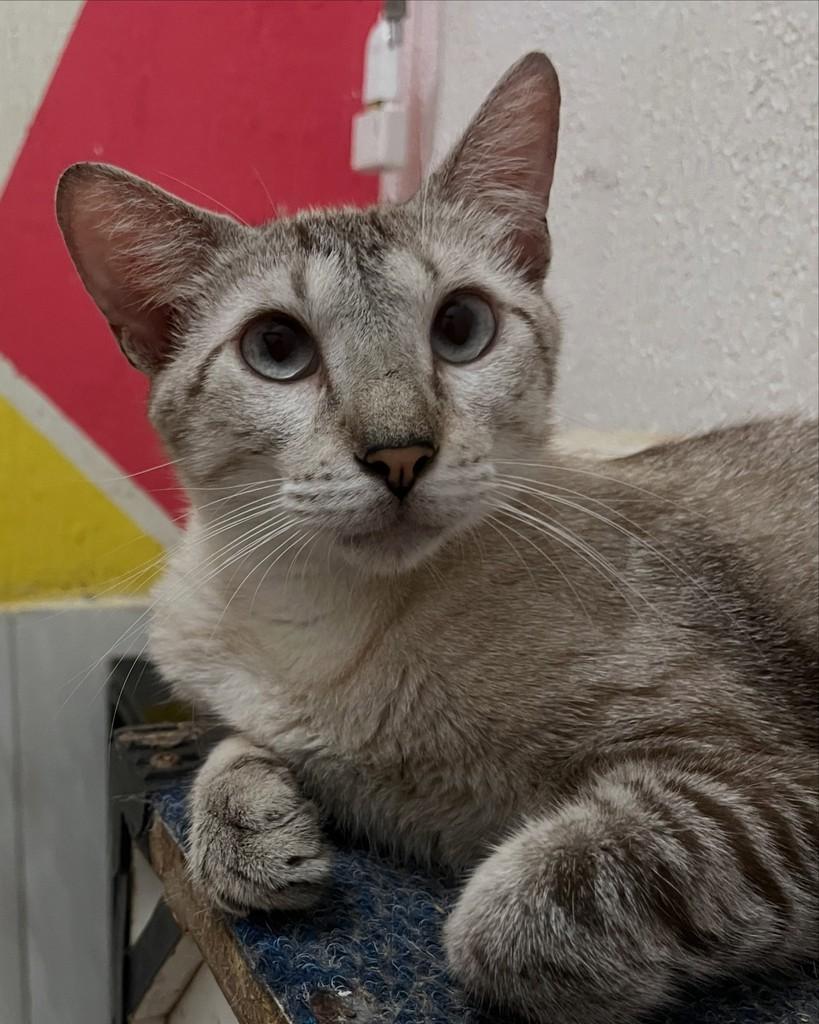 Luís, gato de porte médio para adoção em Fortaleza - CE — foto 3 de 6