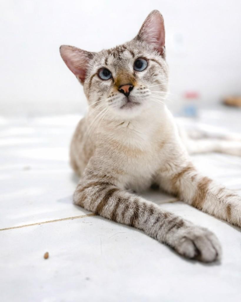 Luís, gato de porte médio para adoção em Fortaleza - CE — foto 4 de 6
