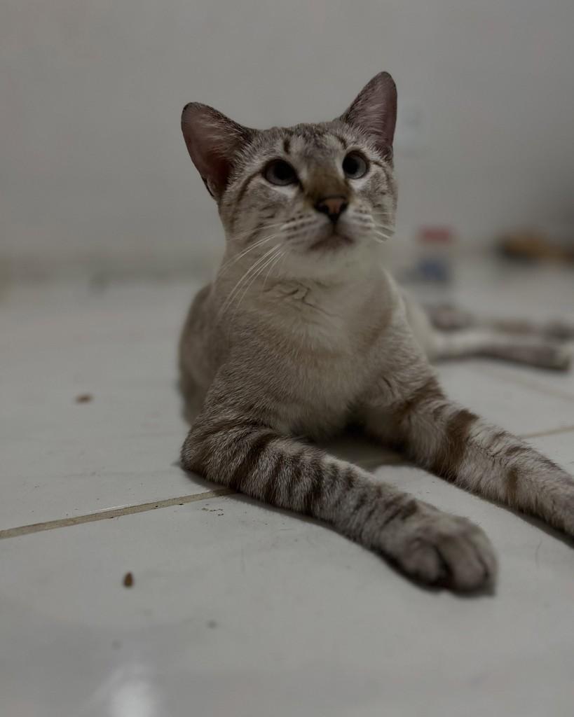 Luís, gato de porte médio para adoção em Fortaleza - CE — foto 5 de 6