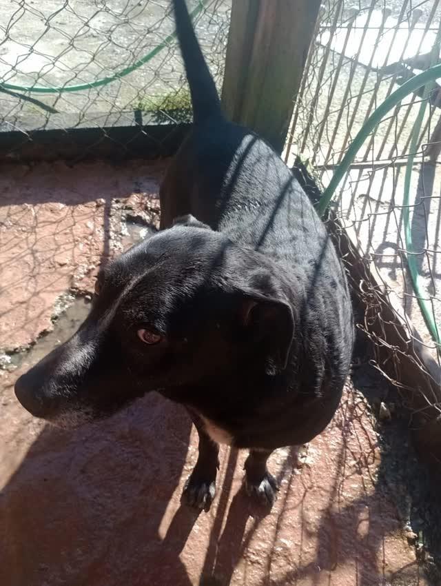 Negão, cachorro de porte grande para adoção em Santo André - SP