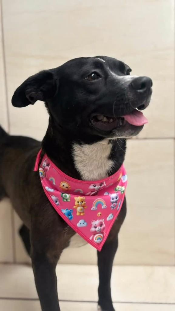 Pandora, cachorro de porte pequeno para adoção em Santo André - SP