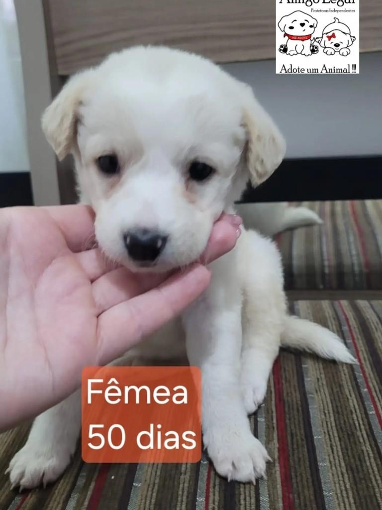 Linda, cadela de porte pequeno para adoção em Santo André - SP
