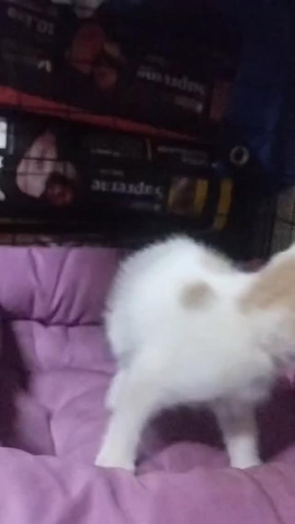 Filhotinha, gata de porte pequeno para adoção em Uberlândia - MG