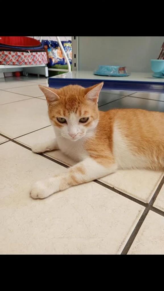 Vine, gato de porte pequeno para adoção em São Paulo - SP