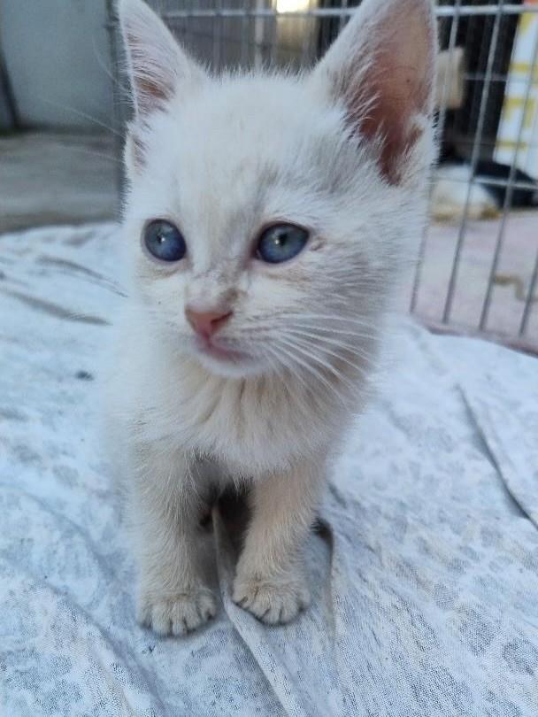 Juma marruá, gato de porte pequeno para adoção em Uberlândia - MG