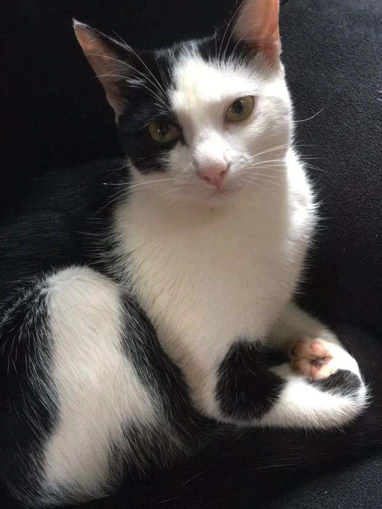 Zara, gata de porte pequeno para adoção em Uberlândia - MG