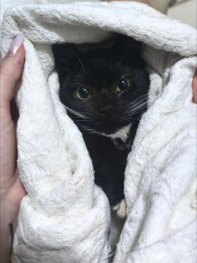 Cora, gata de porte pequeno para adoção em Uberlândia - MG