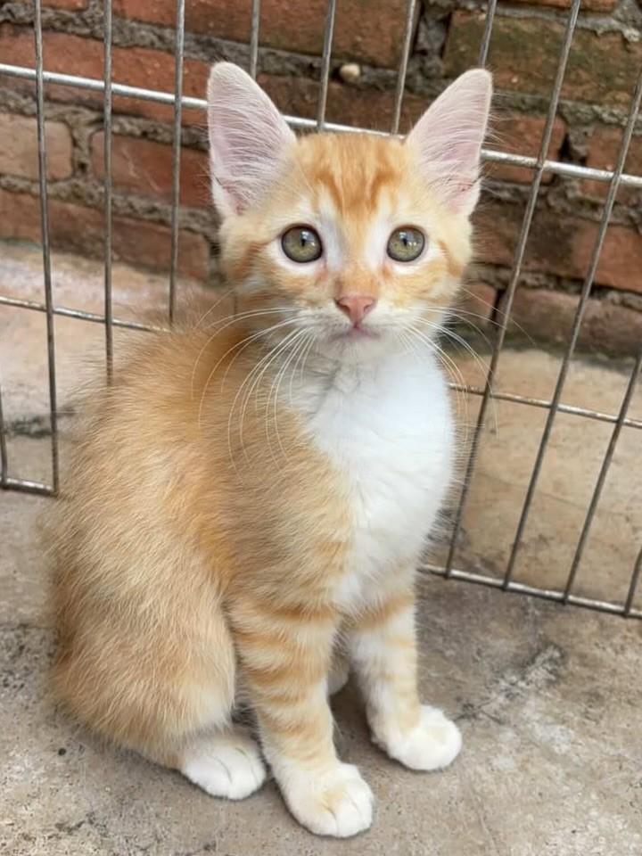Pudim, gato de porte pequeno para adoção em Uberlândia - MG