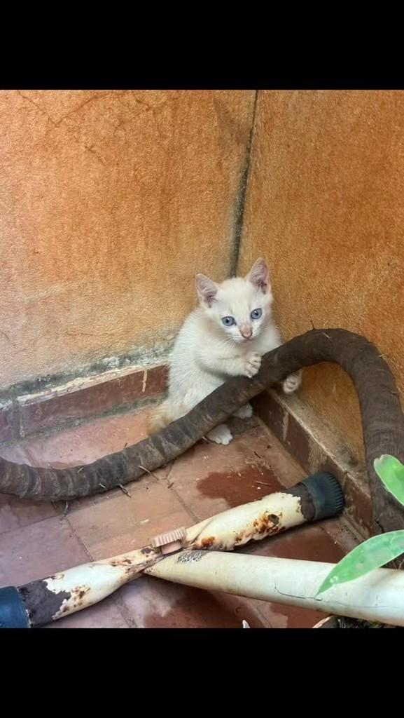 Bebezinho Lindo, gato de porte pequeno para adoção em Uberlândia - MG