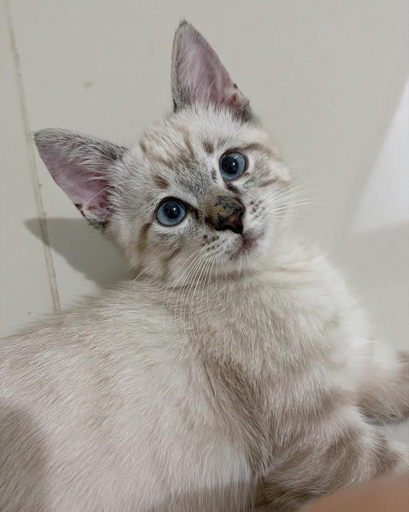 Zezinho, gato de porte pequeno para adoção em Uberlândia - MG