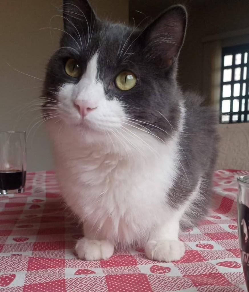 Frajolinha, gato de porte médio para adoção em Uberlândia - MG