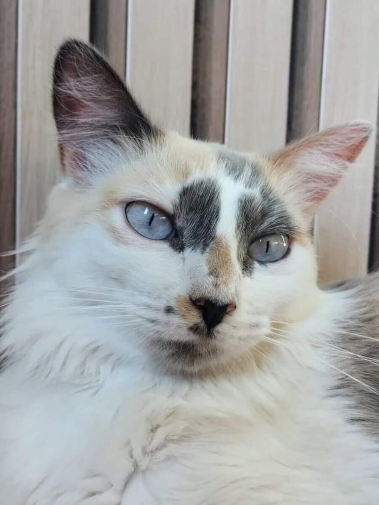 Nina, gato para adoção em Uberlândia - MG