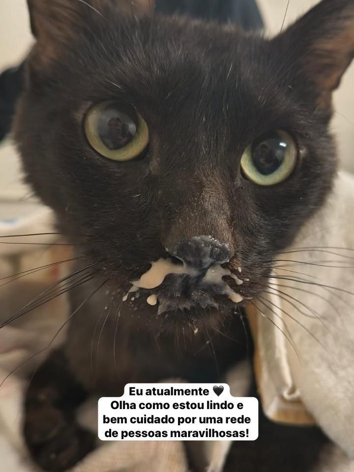 Tomas, gato de porte pequeno para adoção em Uberlândia - MG