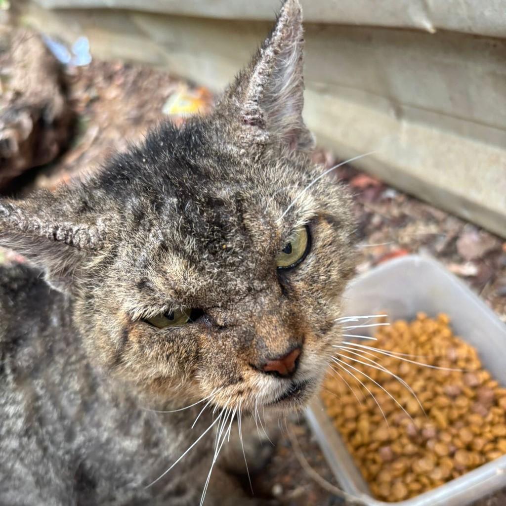 Rajadinho, gato de porte médio para adoção em Uberlândia - MG