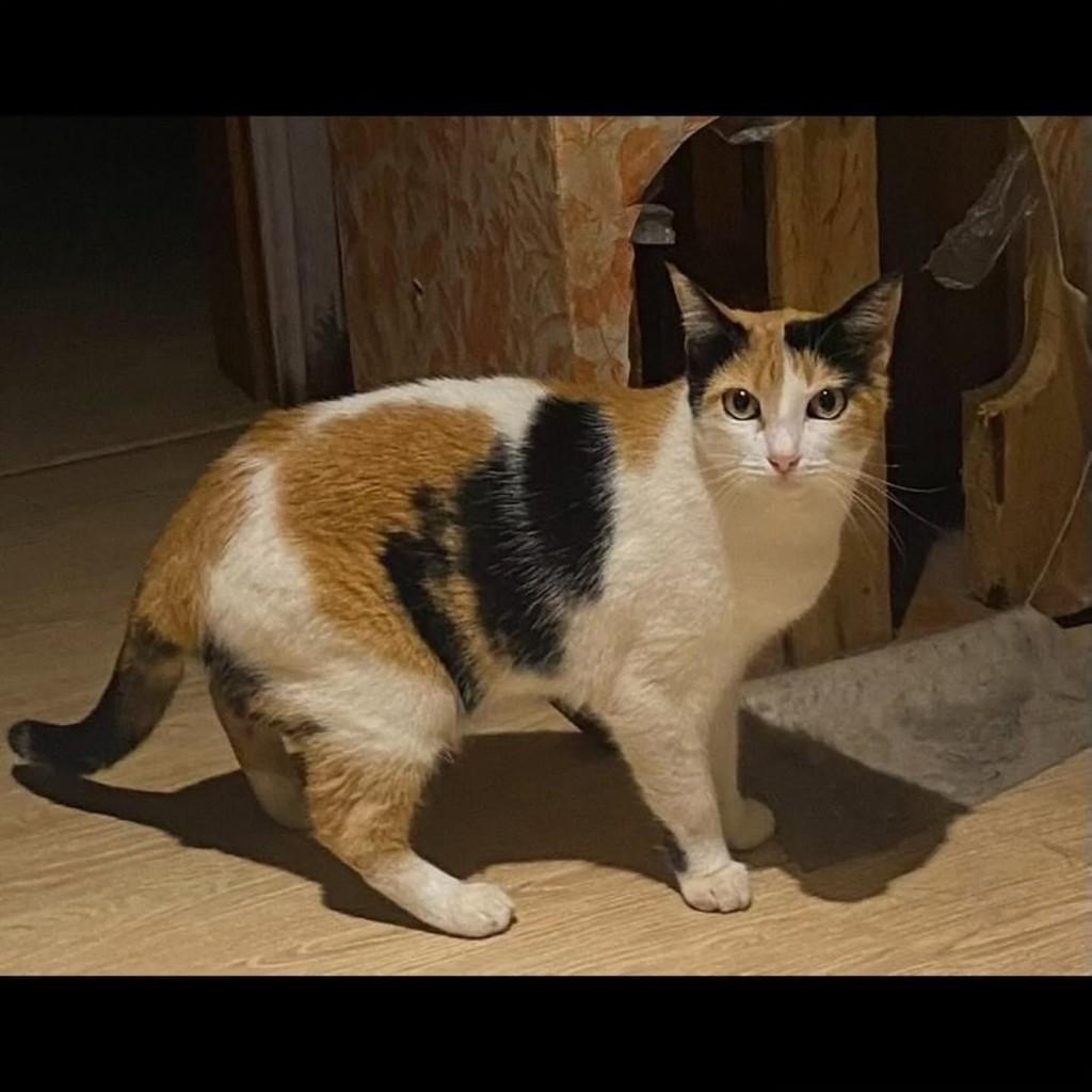 Tricolor, gata para adoção em Uberlândia - MG