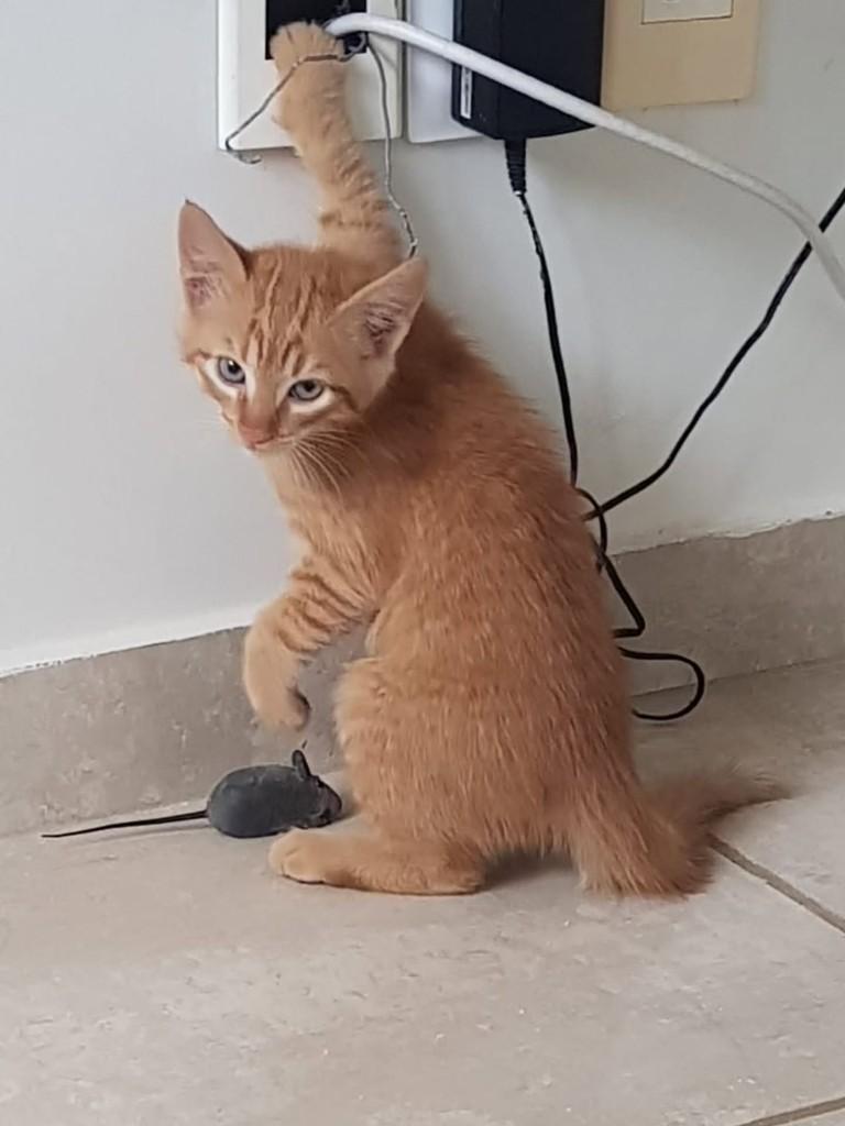 Laranjinha, gato de porte pequeno para adoção em Uberlândia - MG