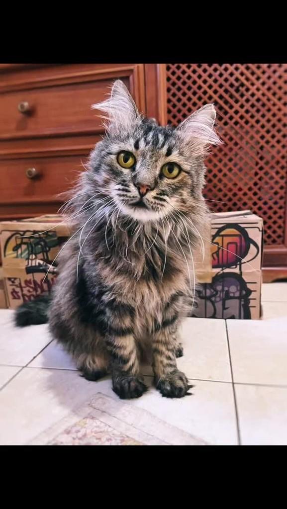 Carudo, gato de porte médio para adoção em Uberlândia - MG