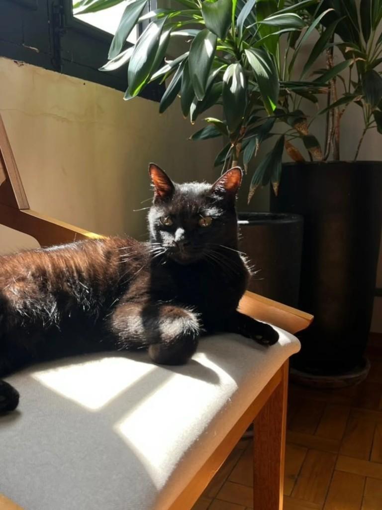 Pantera, gata de porte médio para adoção em Uberlândia - MG