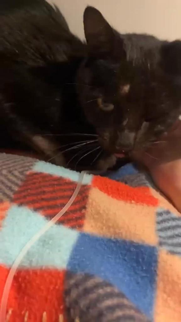 Sirius, gato de porte pequeno para adoção em Uberlândia - MG