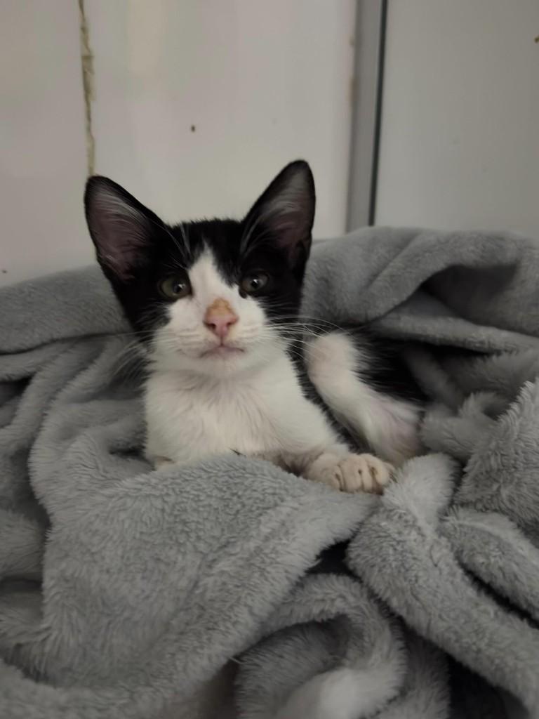 Fábio Jr, gato de porte pequeno para adoção em Uberlândia - MG
