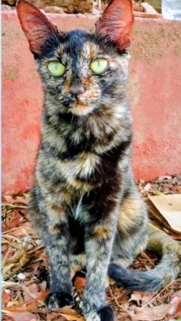 Escaminha, gato de porte médio para adoção em Uberlândia - MG