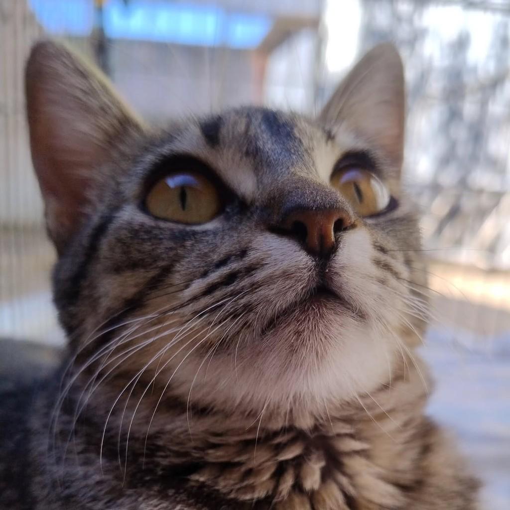 Vanessa, gata para adoção em Uberlândia - MG