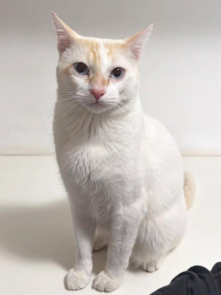 Mel, gato de porte médio para adoção em Uberlândia - MG