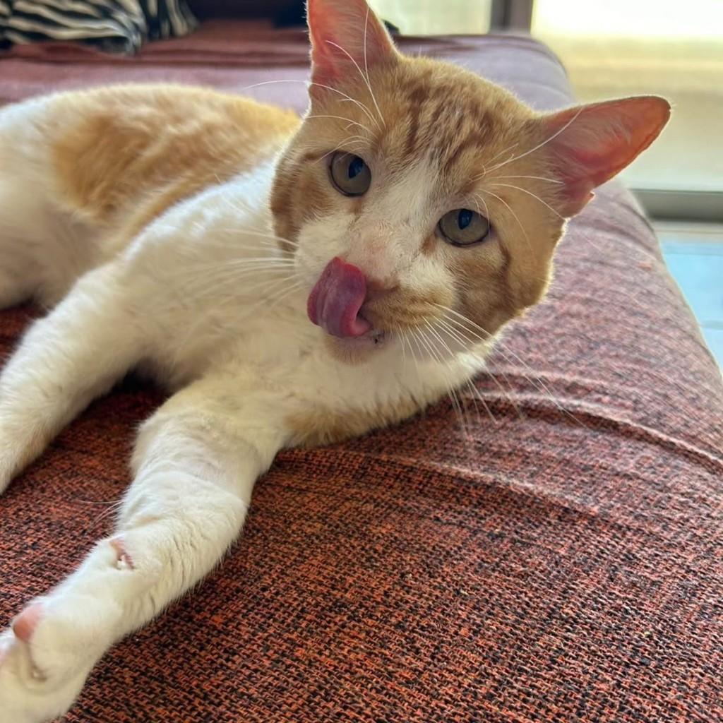 Tangerino, gato de porte médio para adoção em Uberlândia - MG