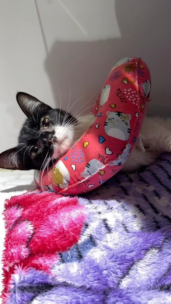 Mafalda, gata de porte pequeno para adoção em Uberlândia - MG
