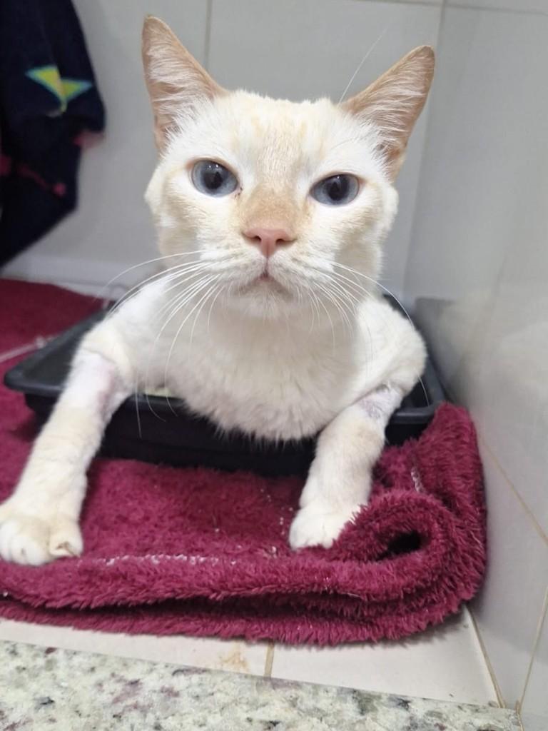 Tonico, gato de porte pequeno para adoção em Uberlândia - MG