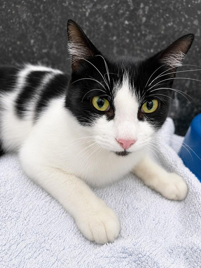 Príncipe de Barbinha, gato de porte pequeno para adoção em Uberlândia - MG