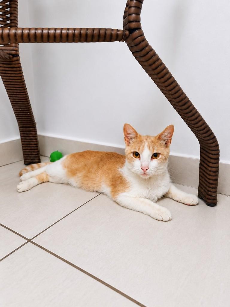Príncipe Laranjinha, gato de porte médio para adoção em Catalão - GO