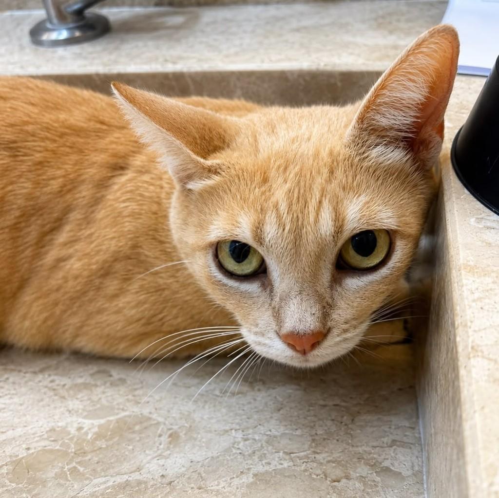 Princesa, gata de porte pequeno para adoção em Uberlândia - MG