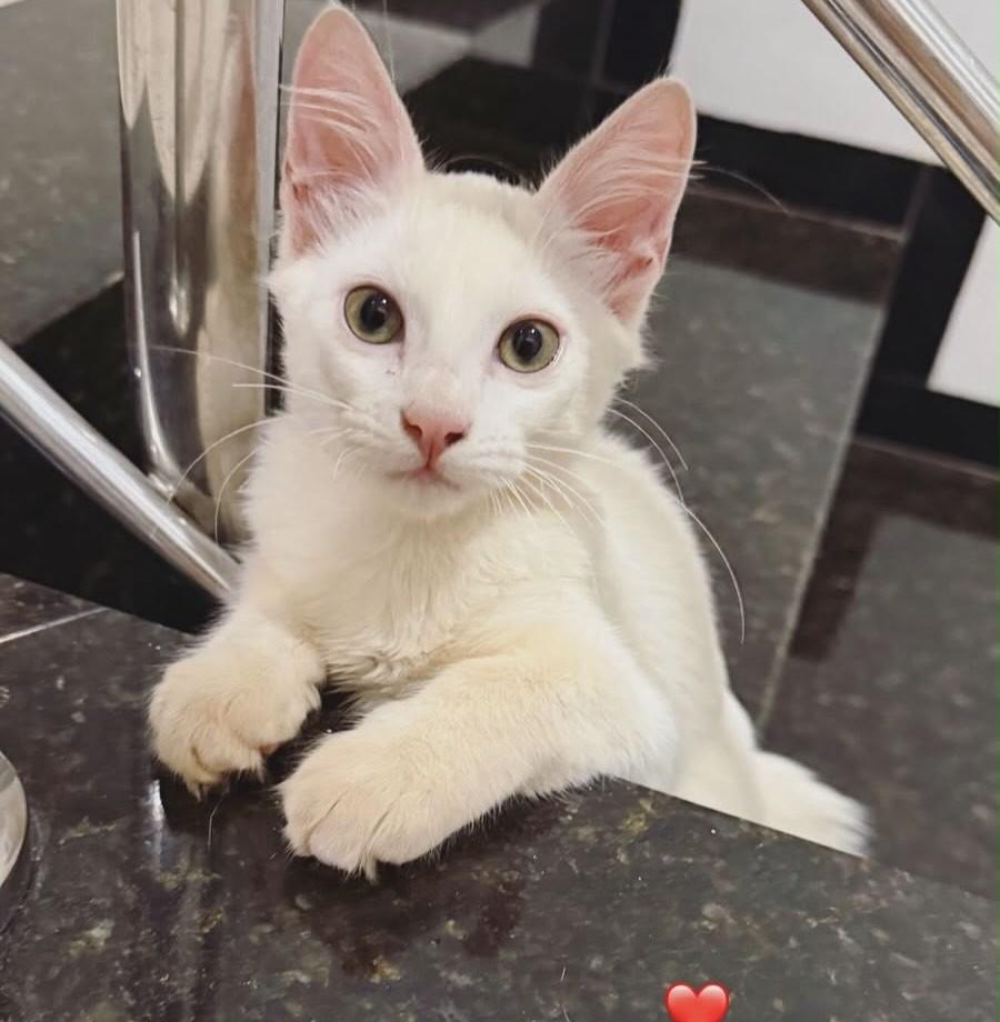 Príncipe, gato de porte pequeno para adoção em Catalão - GO