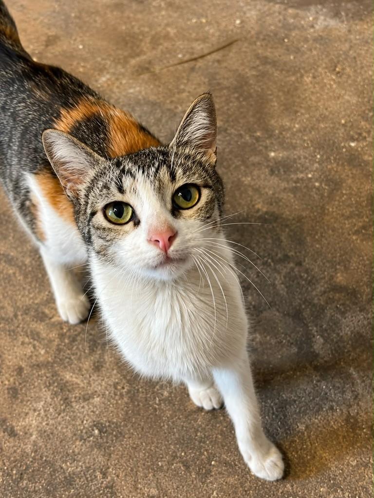 Princesinha, gata de porte pequeno para adoção em Uberlândia - MG