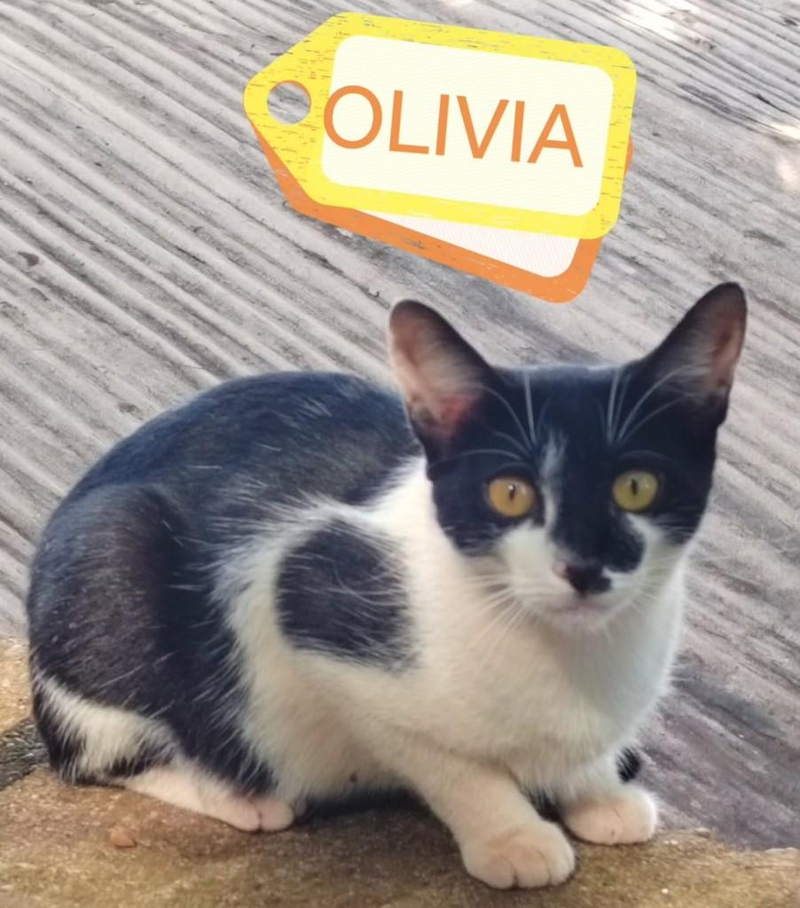 Olívia, gata de porte pequeno para adoção em Uberlândia - MG