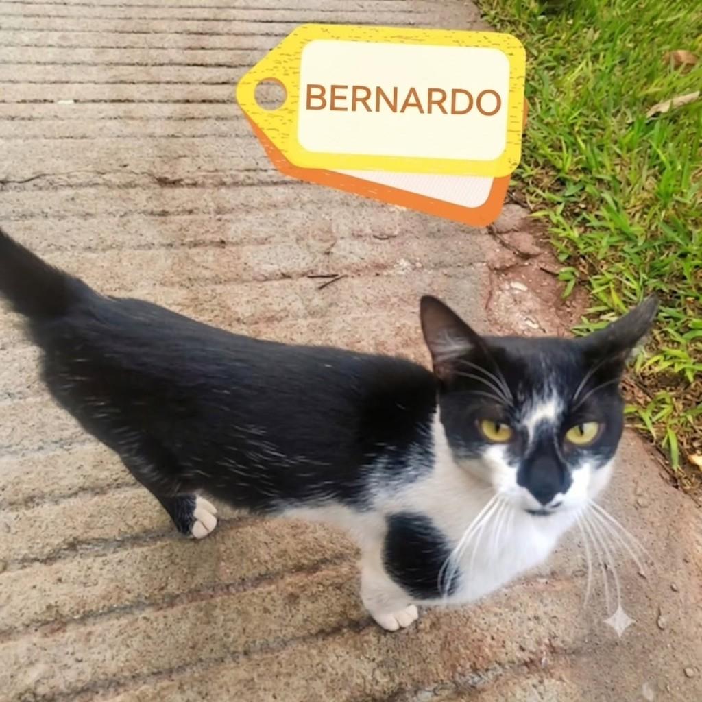 Bernardo, gato de porte médio para adoção em Uberlândia - MG